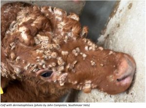 Calf with dermatophilosis