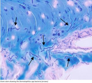Gram stain showing the Dermatophilus