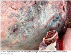 Extensive emphysema associated with RSV infection in an eight-month-old beef finisher (Photo: Laura Donovan, Nantwich Farm Vets)