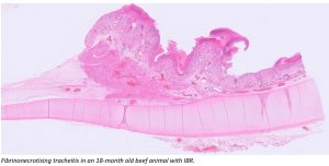 Fibrinonecrotising tracheitis in an 18-month old beef animal with IBR.