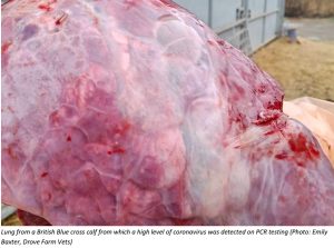Lung from a British Blue cross calf from which a high level of coronavirus was detected on PCR testing (Photo: Emily Baxter, Drove Farm Vets)