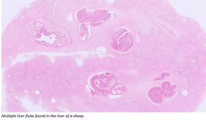 Multiple liver fluke found in the liver of a sheep.