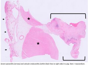Severe epicarditis (arrows) and valvular endocarditis (within black lines to right side) in a pig. Stars = myocardium.