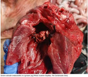 Severe valvular endocarditis in a grower pig (Photo: Eudene Gaybba, The Carisbrooke Vets)