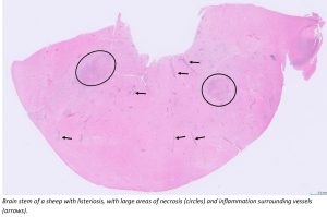 Brain stem of a sheep with listeriosis