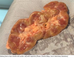 Kidney from a two-month-old suckler calf