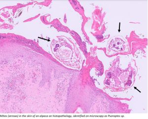 Mites in the skin