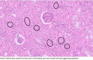 Small, rudimentary tubules
