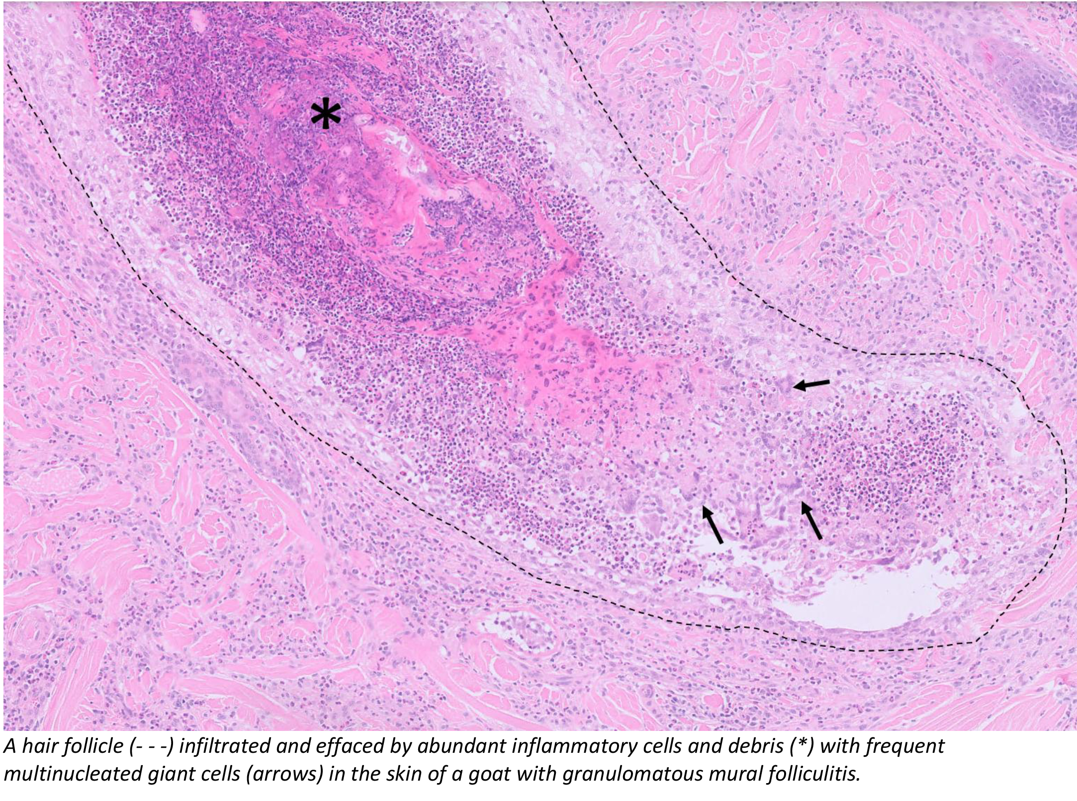 Brain stem of a sheep with listeriosis