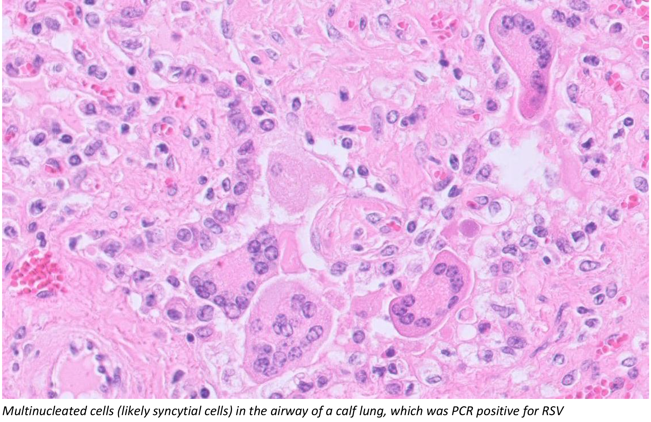 Kidney from a two-month-old suckler calf
