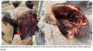 Suspected Fusobacterium necrophorum