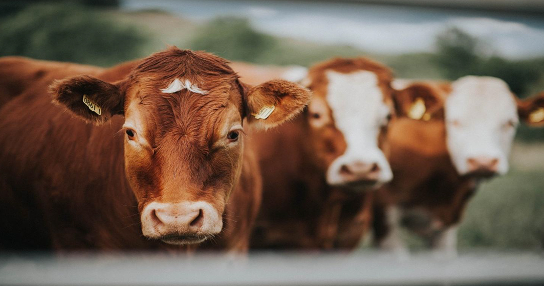 Dec Newsletter Header