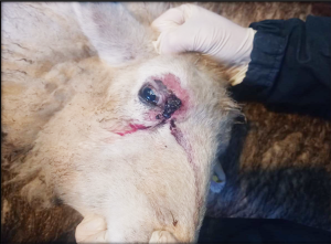 Periorbital eczema in a ewe