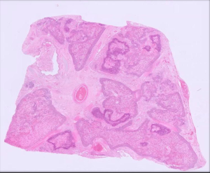 Section of lung from a heifer